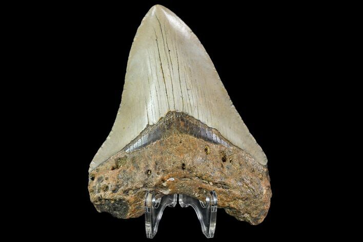 Fossil Megalodon Tooth - North Carolina #108892
